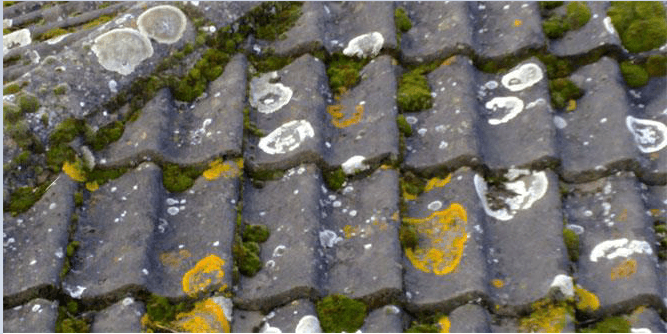 mossy roof tiles close up
