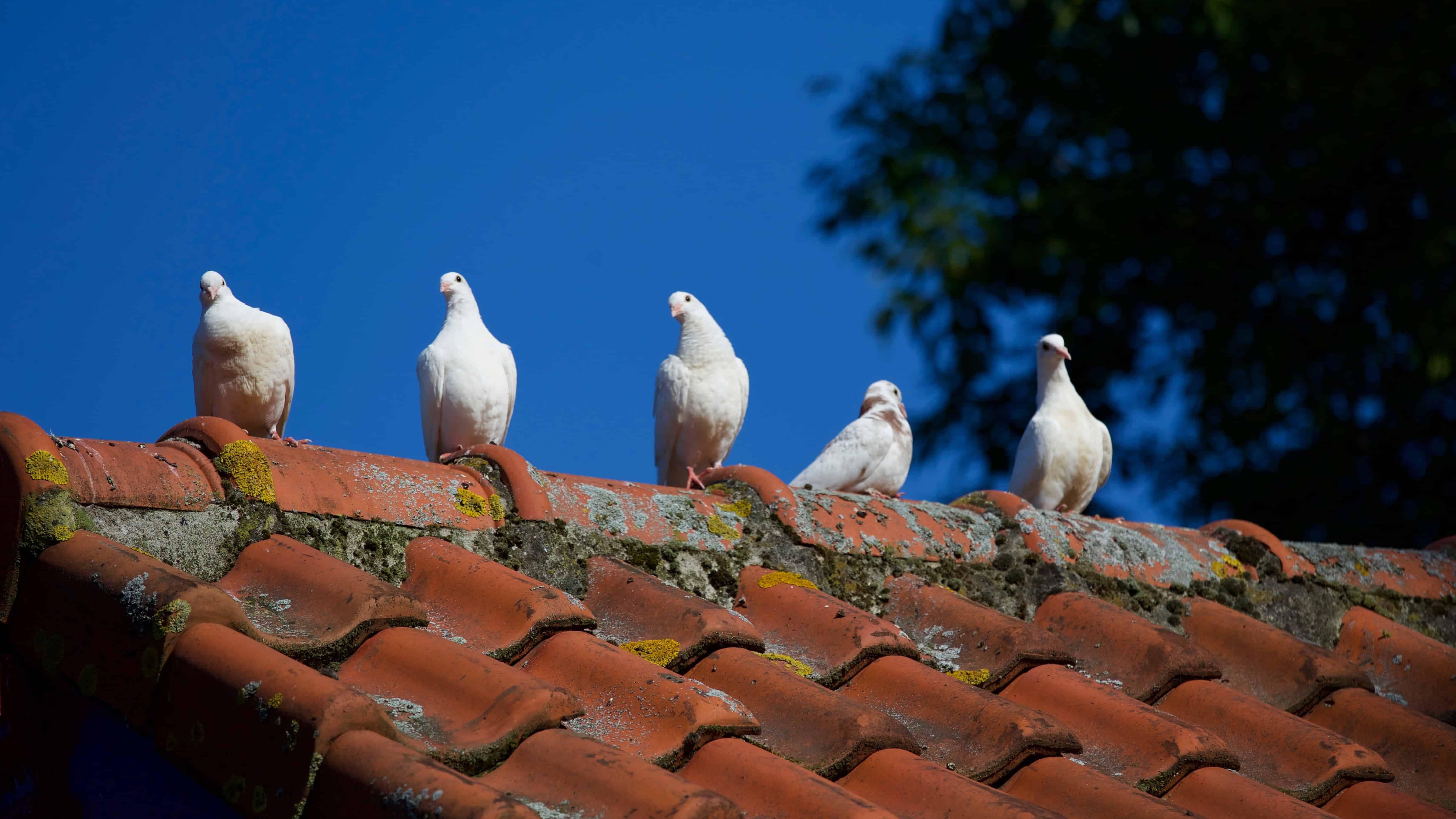doves on an old, mossy roof