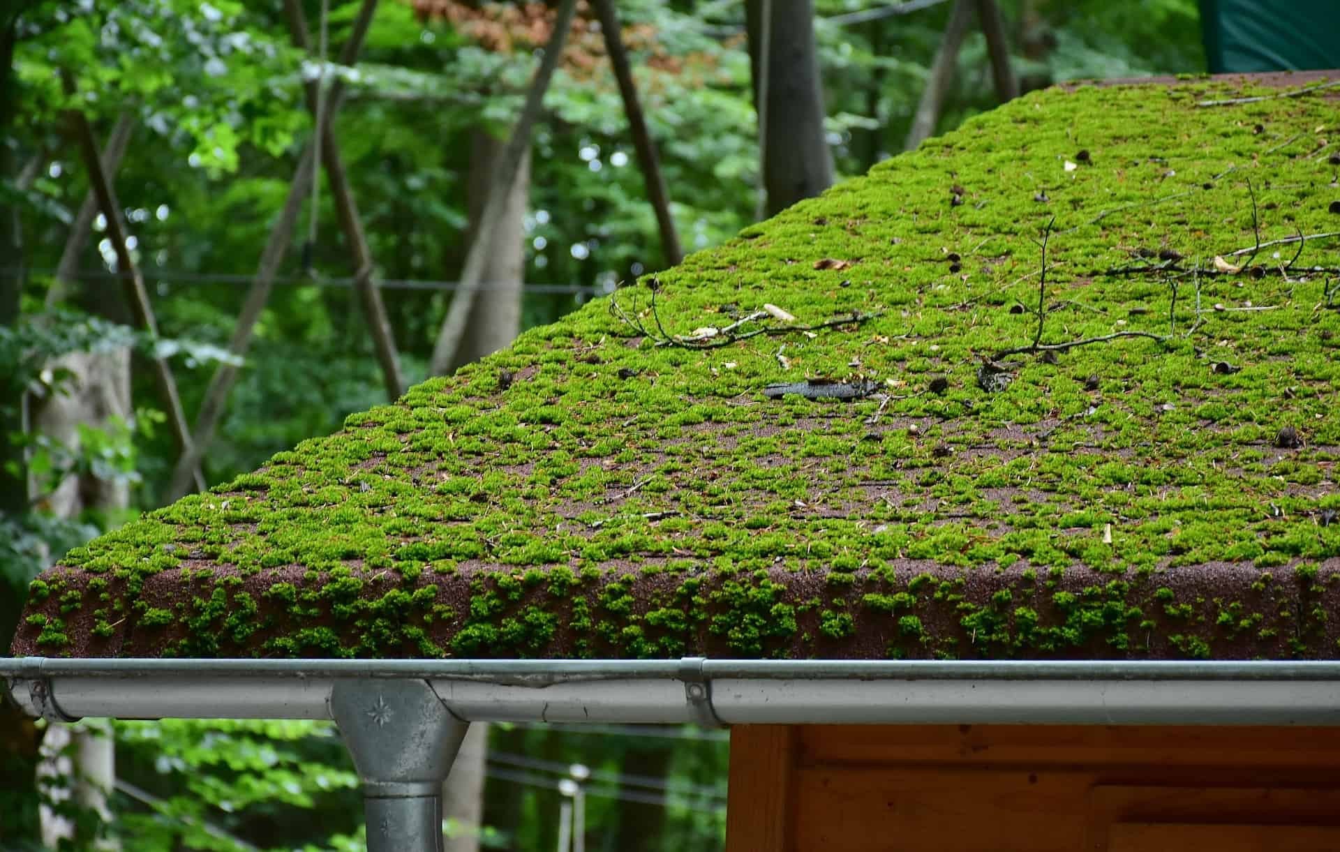 Very, very mossy roof