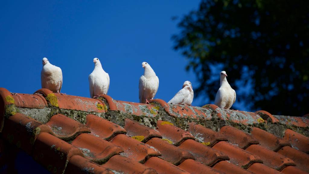 doves on an old, mossy roof